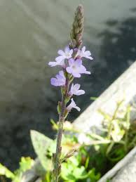 Image result for Verbena officinalis