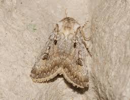 Attēlu rezultāti vaicājumam “Agrotis ripae”