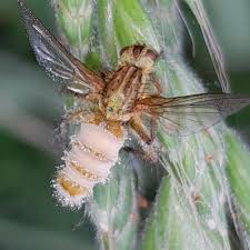 Attēlu rezultāti vaicājumam “Entomophthora”