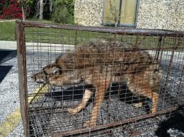 Image result for Hartlepool Coyotes