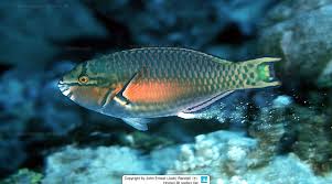 Image result for Scarus zelindae