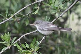 Image result for Hippolais olivetorum