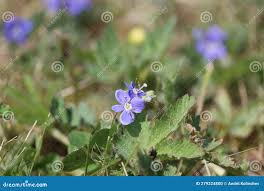 Image result for Veronica chamaedrys