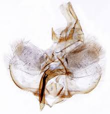 Attēlu rezultāti vaicājumam “Pandemis corylana”