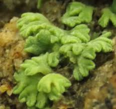 Attēlu rezultāti vaicājumam “Riccia bifurca”