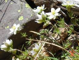Attēlu rezultāti vaicājumam “Spergula morisonii”
