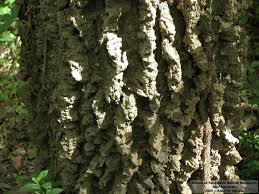 Attēlu rezultāti vaicājumam “Xylita laevigata”