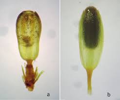 Attēlu rezultāti vaicājumam “Orthotrichum pumilum”