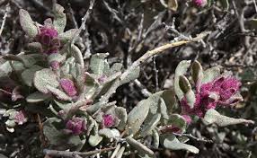 Attēlu rezultāti vaicājumam “Atriplex calotheca flower”