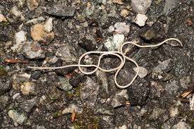 Attēlu rezultāti vaicājumam “Gordius aquaticus”