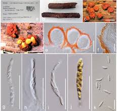 Attēlu rezultāti vaicājumam “Nectria cinnabarina”
