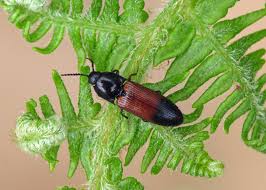 Attēlu rezultāti vaicājumam “Ampedus balteatus”