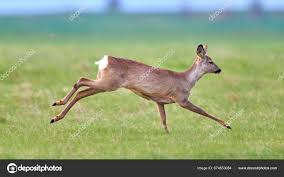 Attēlu rezultāti vaicājumam “Capreolus capreolus”