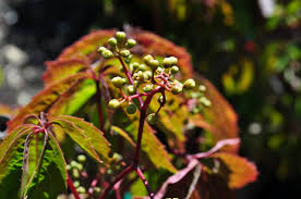 Attēlu rezultāti vaicājumam “Parthenocissus quinquefolia”
