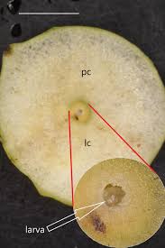 Attēlu rezultāti vaicājumam “Cynips quercusfolii”