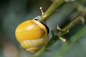 Attēlu rezultāti vaicājumam “Cepaea nemoralis”