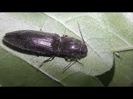 Attēlu rezultāti vaicājumam “Cidnopus aeruginosus”