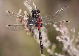 Attēlu rezultāti vaicājumam “Leucorrhinia dubia male”