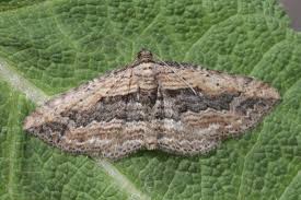 Attēlu rezultāti vaicājumam “Horisme vitalbata”