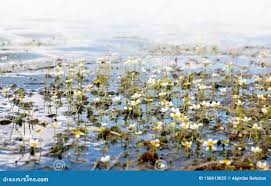 Attēlu rezultāti vaicājumam “Batrachium”