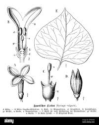 Attēlu rezultāti vaicājumam “Syringa vulgaris fruit”