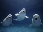 Beluga Whale Fish - Fishing - Aquarium Fish