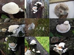 Attēlu rezultāti vaicājumam “Postia rennyi”