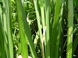 Attēlu rezultāti vaicājumam “Acorus calamus”