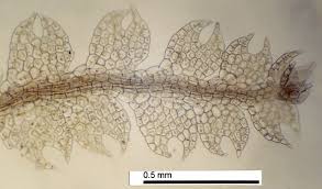 Attēlu rezultāti vaicājumam “Cephalozia lunulifolia”
