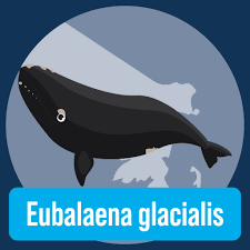 Image result for Eubalaena glacialis