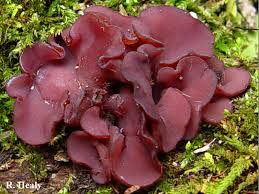 Attēlu rezultāti vaicājumam “Ascocoryne cylichnium”