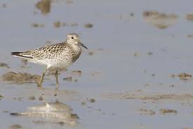 Image result for Calidris tenuirostris