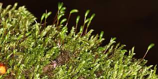 Attēlu rezultāti vaicājumam “Hygrohypnum luridum”