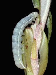 Attēlu rezultāti vaicājumam “Orthosia sp.”