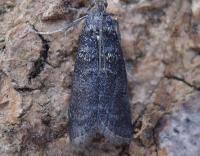 Attēlu rezultāti vaicājumam “Ortholepis betulae”