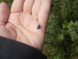 Attēlu rezultāti vaicājumam “Zicrona caerulea nymph”