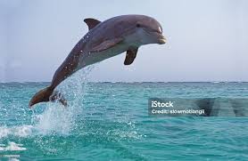 Image result for Tursiops truncatus