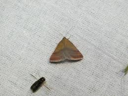 Attēlu rezultāti vaicājumam “Phytometra viridaria”