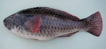 Image result for Sparisoma cretense