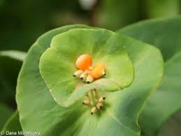 Attēlu rezultāti vaicājumam “Lonicera caprifolium fruit”