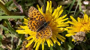 Attēlu rezultāti vaicājumam “Boloria dia upperside”