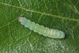 Attēlu rezultāti vaicājumam “Proutia betulina larva”