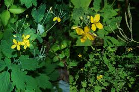 Attēlu rezultāti vaicājumam “Chelidonium majus bud”