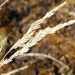 Attēlu rezultāti vaicājumam “Corynephorus canescens fruit”