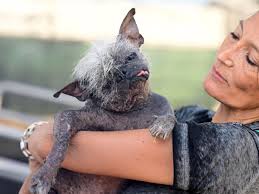 Image result for ugliest dog