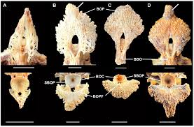 Image result for Moxostoma hubbsi