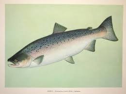 Image result for Oncorhynchus kisutch