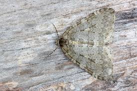 Attēlu rezultāti vaicājumam “Epirrita sp.”