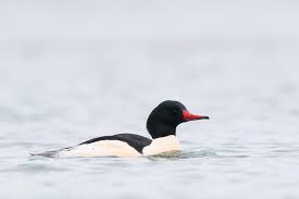 Attēlu rezultāti vaicājumam “Mergus merganser”