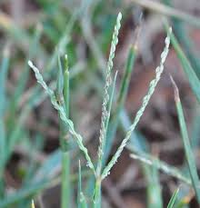 Attēlu rezultāti vaicājumam “Digitaria ischaemum leaf”